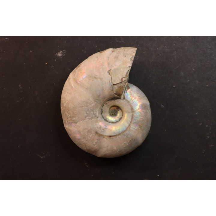 Melchiorites falcistriatus - Albian - Mahajanga - MADAGASCAR