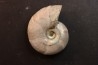 Melchiorites falcistriatus - Albian - Mahajanga - MADAGASCAR