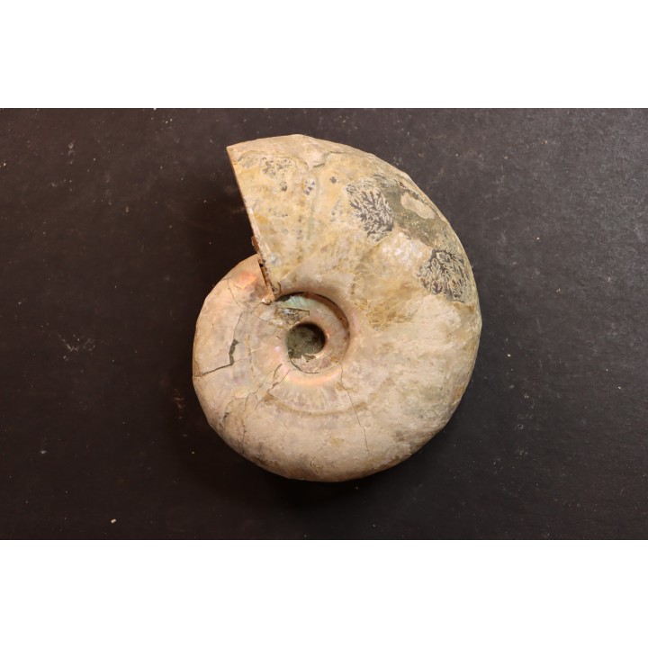 Melchiorites falcistriatus - Albian - Mahajanga - MADAGASCAR