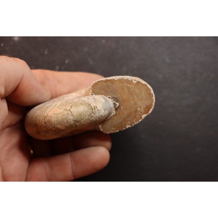 Melchiorites falcistriatus - Albian - Mahajanga - MADAGASCAR