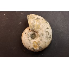 Melchiorites falcistriatus - Albien - Région de Mahajanga - MADAGASCAR