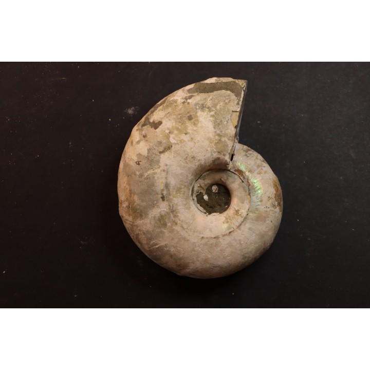 Melchiorites falcistriatus - Albian - Mahajanga - MADAGASCAR