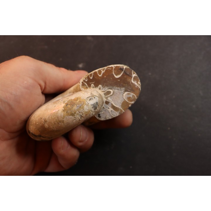 Melchiorites falcistriatus - Albien - Région de Mahajanga - MADAGASCAR