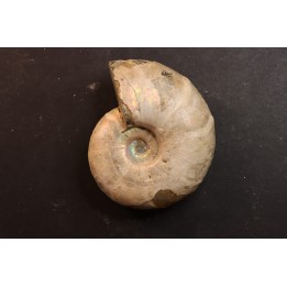 Melchiorites falcistriatus - Albian - Mahajanga - MADAGASCAR