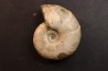 Melchiorites falcistriatus - Albian - Mahajanga - MADAGASCAR