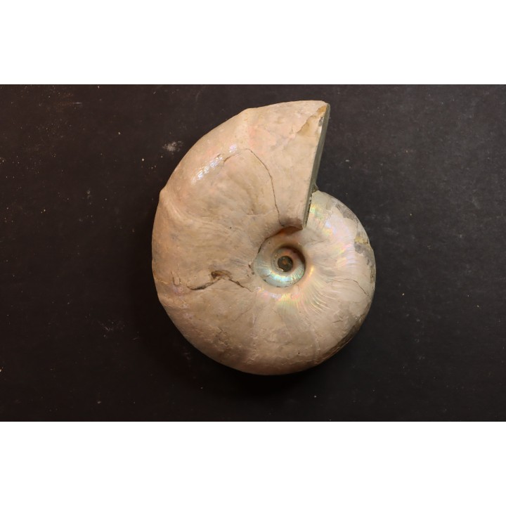 Melchiorites falcistriatus - Albian - Mahajanga - MADAGASCAR