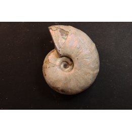Melchiorites falcistriatus - Albien - Région de Mahajanga - MADAGASCAR