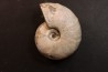 Melchiorites falcistriatus - Albian - Mahajanga - MADAGASCAR