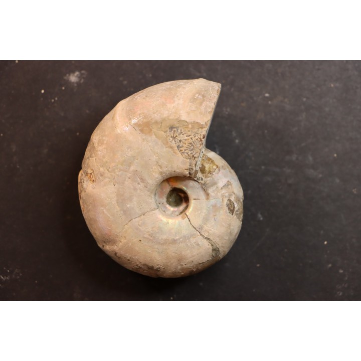Desmoceras latidorsatum - Albian - Mahajanga - MADAGASCAR