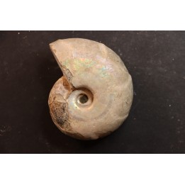 Desmoceras latidorsatum - Albian - Mahajanga - MADAGASCAR