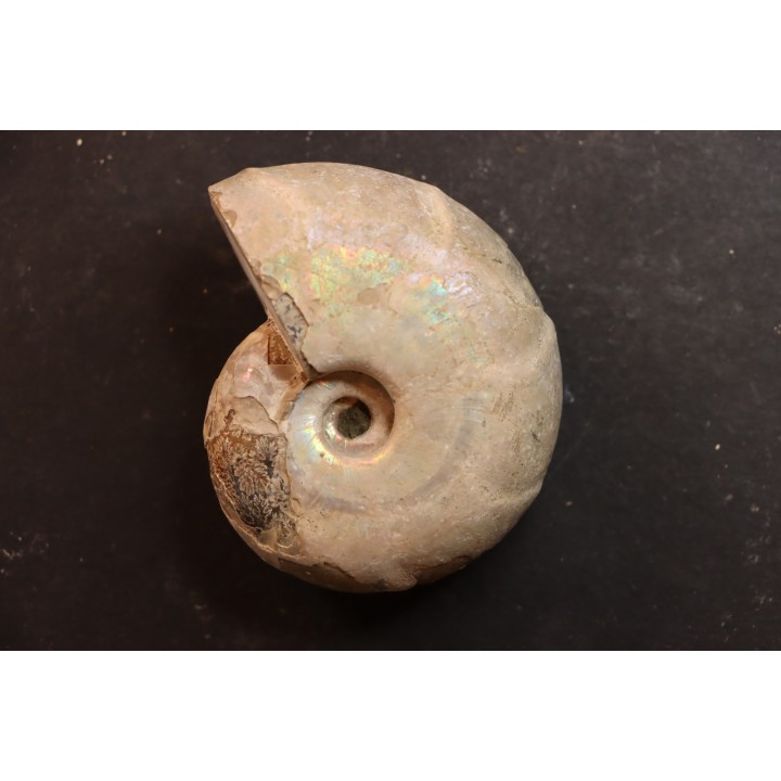 Desmoceras latidorsatum - Albian - Mahajanga - MADAGASCAR