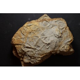 Asteriacites lumbricalis - trias - Beaune, France