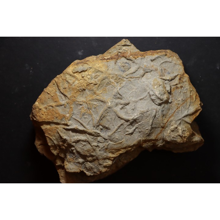 Asteriacites lumbricalis - trias - Beaune, France