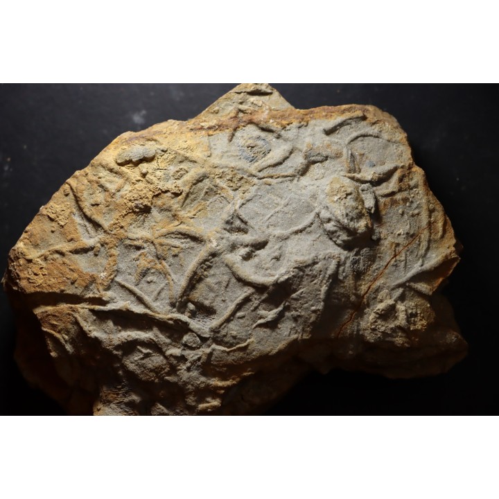 Asteriacites lumbricalis - trias - Beaune, France