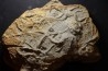 Asteriacites lumbricalis - trias - Beaune, France