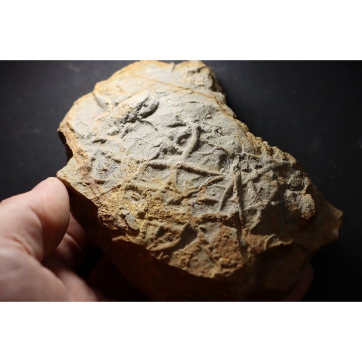 Asteriacites lumbricalis - trias - Beaune, France
