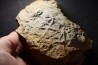 Asteriacites lumbricalis - trias - Beaune, France