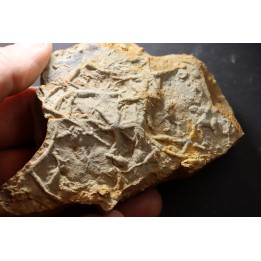 Asteriacites lumbricalis - trias - Beaune, France