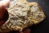 Asteriacites lumbricalis - trias - Beaune, France