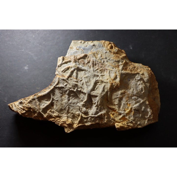 Asteriacites lumbricalis - trias - Beaune, France