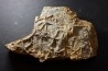 Asteriacites lumbricalis - trias - Beaune, France