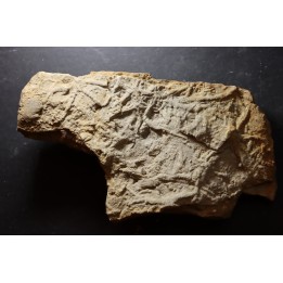 Asteriacites lumbricalis - trias - Beaune, France