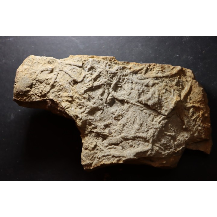 Asteriacites lumbricalis - trias - Beaune, France