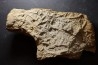 Asteriacites lumbricalis - trias - Beaune, France