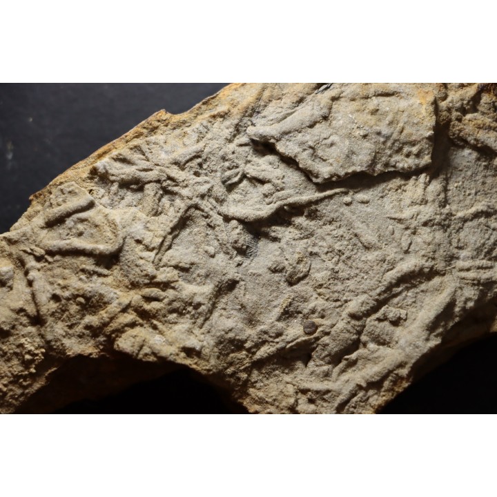 Asteriacites lumbricalis - trias - Beaune, France