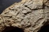 Asteriacites lumbricalis - trias - Beaune, France