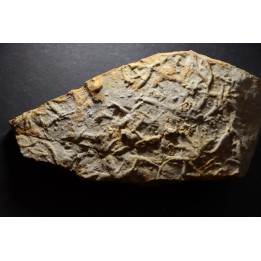 Asteriacites lumbricalis - trias - Beaune, France