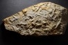 Asteriacites lumbricalis - trias - Beaune, France