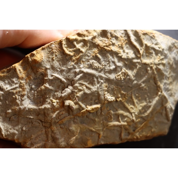 Asteriacites lumbricalis - trias - Beaune, France