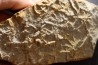Asteriacites lumbricalis - trias - Beaune, France