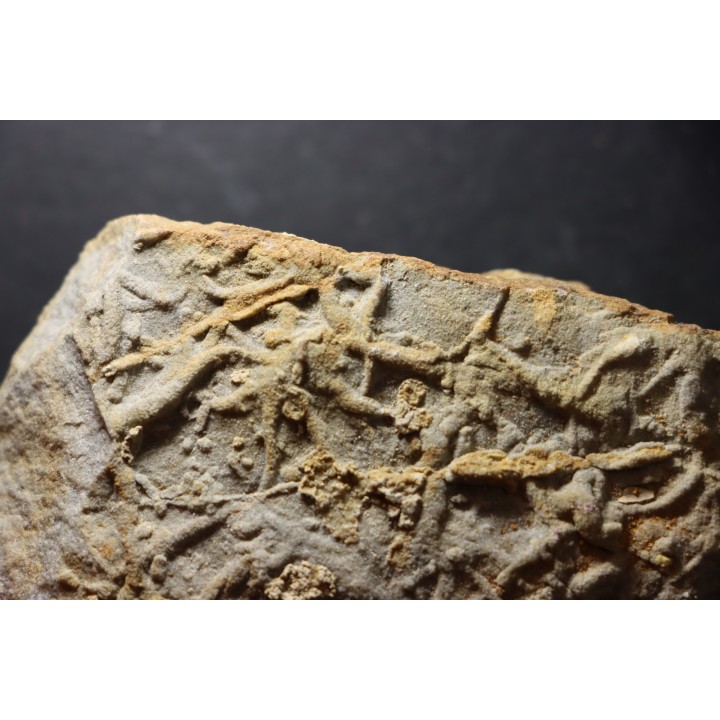 Asteriacites lumbricalis - trias - Beaune, France