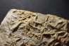 Asteriacites lumbricalis - trias - Beaune, France