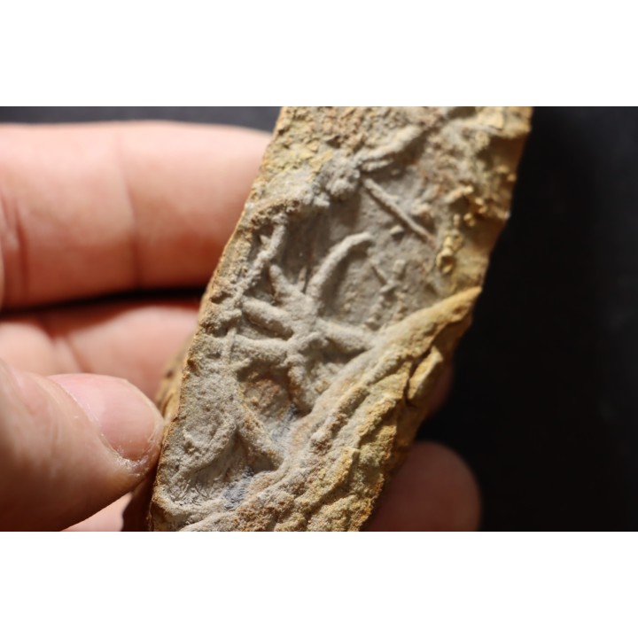 Asteriacites lumbricalis - trias - Beaune, France