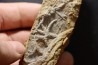 Asteriacites lumbricalis - trias - Beaune, France