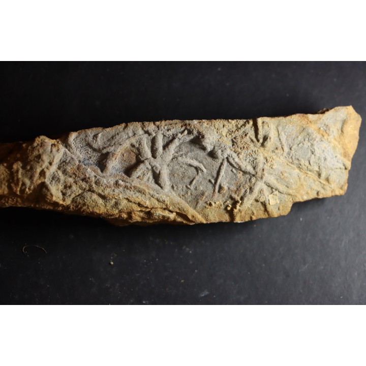 Asteriacites lumbricalis - trias - Beaune, France