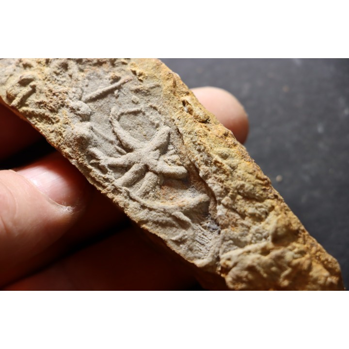 Asteriacites lumbricalis - trias - Beaune, France