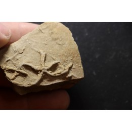 Asteriacites lumbricalis - trias - Beaune, France