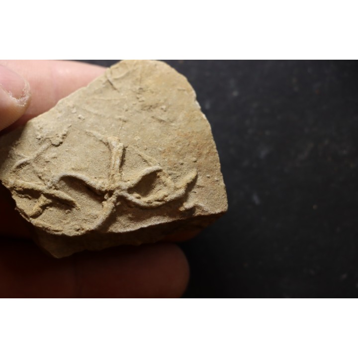 Asteriacites lumbricalis - trias - Beaune, France