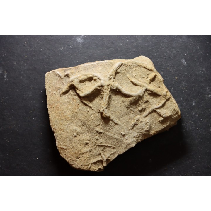 Asteriacites lumbricalis - trias - Beaune, France