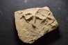 Asteriacites lumbricalis - trias - Beaune, France
