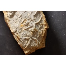 Asteriacites lumbricalis - trias - Beaune, France