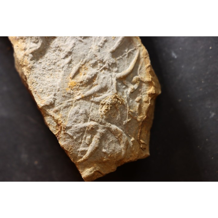 Asteriacites lumbricalis - trias - Beaune, France