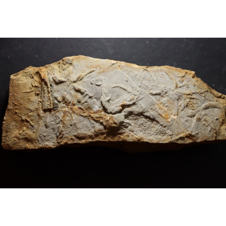Asteriacites lumbricalis - trias - Beaune, France