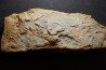 Asteriacites lumbricalis - trias - Beaune, France