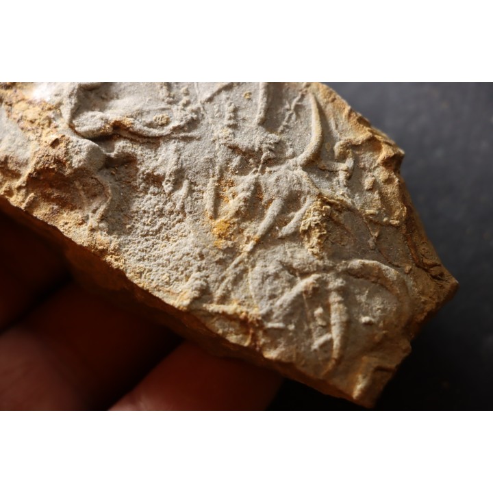 Asteriacites lumbricalis - trias - Beaune, France
