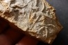 Asteriacites lumbricalis - trias - Beaune, France